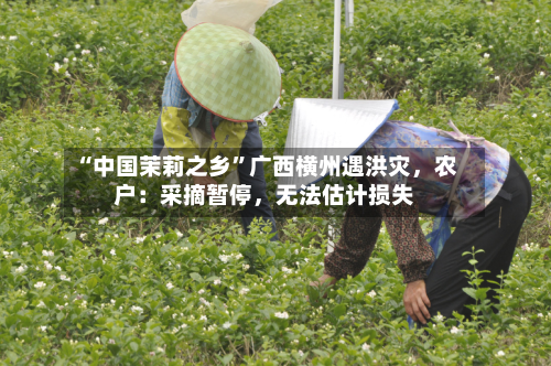 “中国茉莉之乡	”广西横州遇洪灾，农户：采摘暂停	，无法估计损失-第2张图片